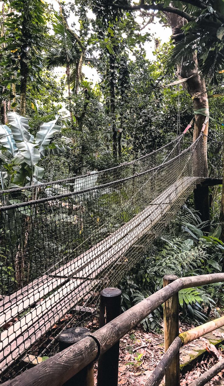 Forêt tropicale de Guadeloupe